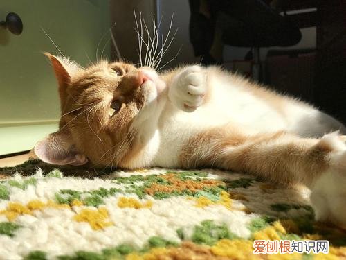 母猫配种
