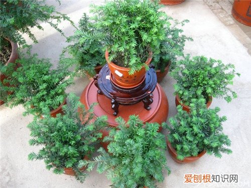 一级珍稀濒危保护植物-红豆杉盆景多少钱