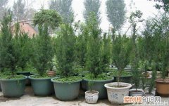 一级珍稀濒危保护植物-红豆杉盆景多少钱