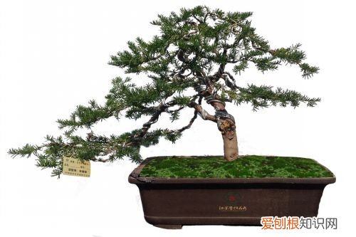 一级珍稀濒危保护植物-红豆杉盆景多少钱
