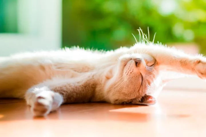 猫用补钙么，宠物小知识——犬猫容易缺钙吗？