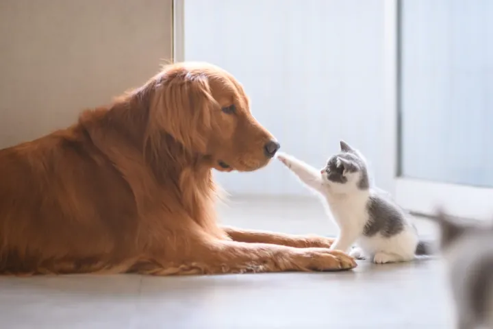 猫用补钙么，宠物小知识——犬猫容易缺钙吗？