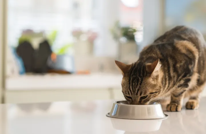 猫用补钙么，宠物小知识——犬猫容易缺钙吗？