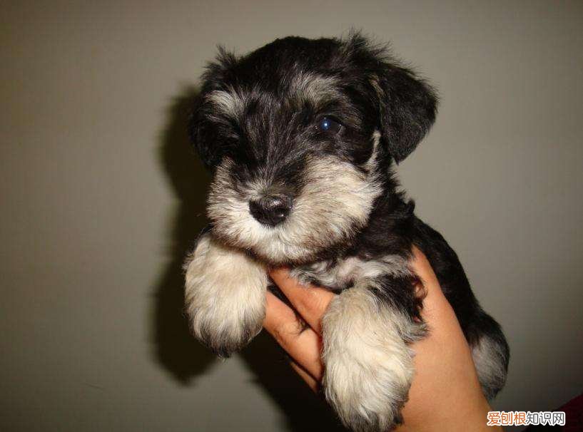 雪纳瑞幼犬多少钱 雪纳瑞幼犬多少钱一只