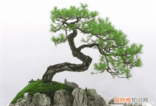 黑松盆景制作方法黑松盆景如何制作