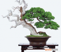 黑松盆景制作方法黑松盆景如何制作
