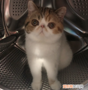 加菲猫为什么不让抱不让摸呢 加菲猫为什么不让抱不让摸
