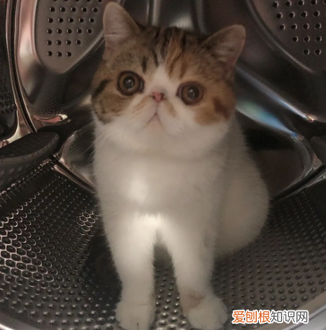 加菲猫为什么不让抱不让摸呢 加菲猫为什么不让抱不让摸