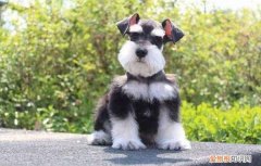 雪纳瑞犬多少钱 雪纳瑞犬多少钱一只