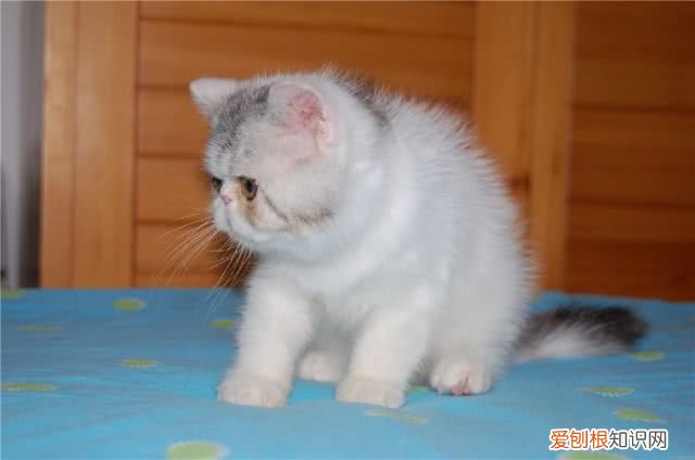 加菲猫为什么这么蠢 加菲猫为什么傻乎乎的