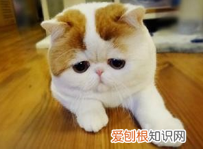 加菲猫为什么这么贵 宝贝身体健康最重要