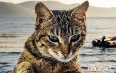 猫咪驱虫部位 猫咪驱虫的位置,猫咪驱虫的位置在哪里,猫咪体外驱虫的位置