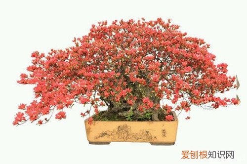 杜鹃花盆景制作方法杜鹃花盆景养护技巧