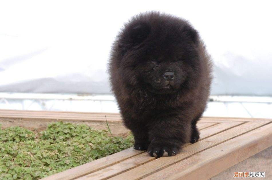 黑色松狮价格 黑色松狮犬多少钱一只