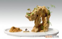 吸水石盆景价格 吸水石盆景养护经验分享
