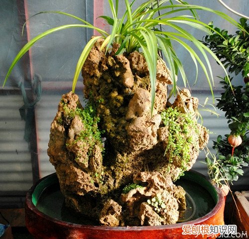 吸水石盆景价格 吸水石盆景养护经验分享