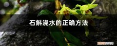 石斛怎样浇水? 石斛浇水的正确方法，浇水能喷叶子吗