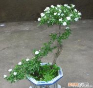 六月雪盆景价格 六月雪盆景的制作与养护