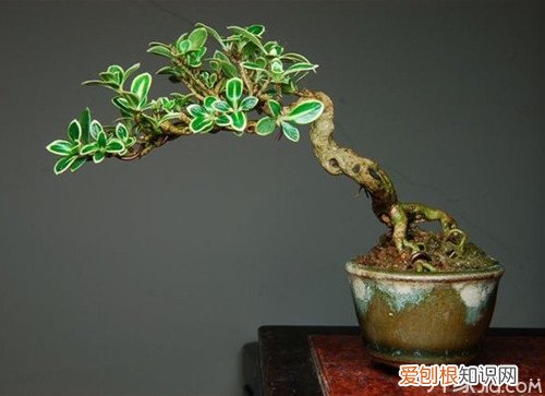 六月雪盆景价格 六月雪盆景的制作与养护