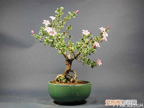 六月雪盆景价格 六月雪盆景的制作与养护