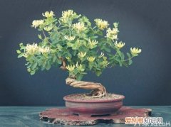 金银花盆景制作方法及图片大全，金银花盆栽造型图