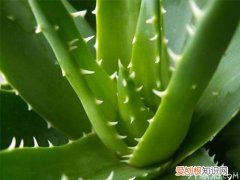 常见室内盆景大全 为家居生活增添乐趣