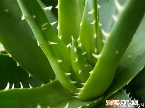 常见室内盆景大全 为家居生活增添乐趣