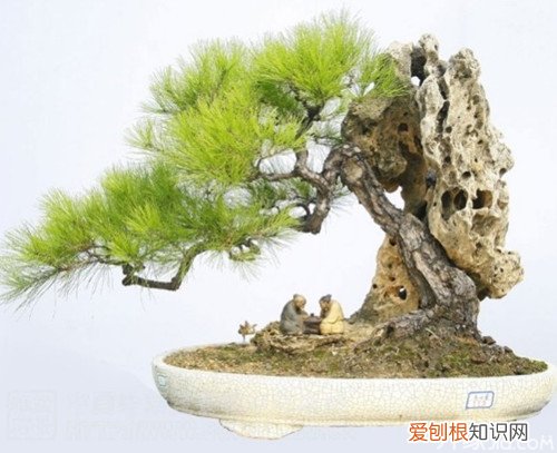 常见室内盆景大全 为家居生活增添乐趣