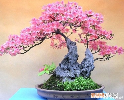 常见室内盆景大全 为家居生活增添乐趣