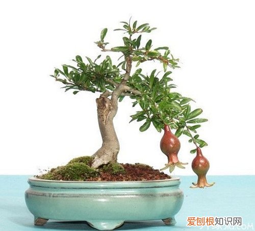 常见室内盆景大全 为家居生活增添乐趣