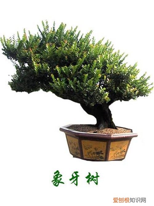 室内花卉盆景图片及名称大全，各种花卉盆景图片