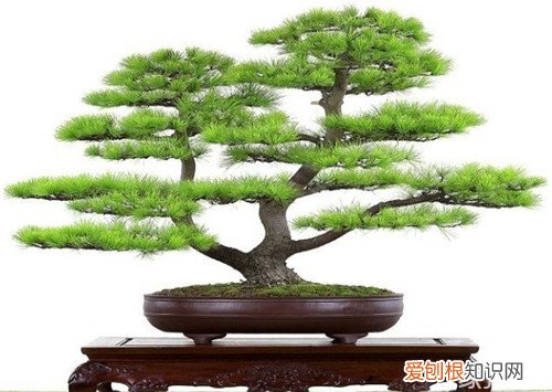室内花卉盆景图片及名称大全，各种花卉盆景图片