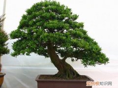 室内花卉盆景图片及名称大全，各种花卉盆景图片