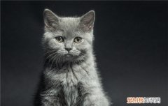 英短蓝猫为什么会咬我 猫猫觉得不舒服