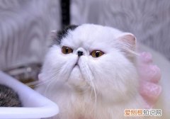 英短猫为什么一直掉毛严重 英短猫为什么一直掉毛