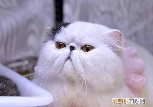 英短猫为什么一直掉毛严重 英短猫为什么一直掉毛