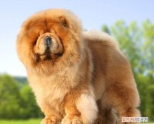 松狮犬一般多少钱一只 松狮幼犬多少钱一只?