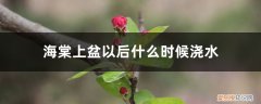 海棠花上盆能马上浇水吗 海棠上盆以后什么时候浇水，浇水过多怎么办