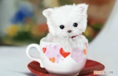 一只茶杯犬多少元 一只茶杯犬多少钱一个