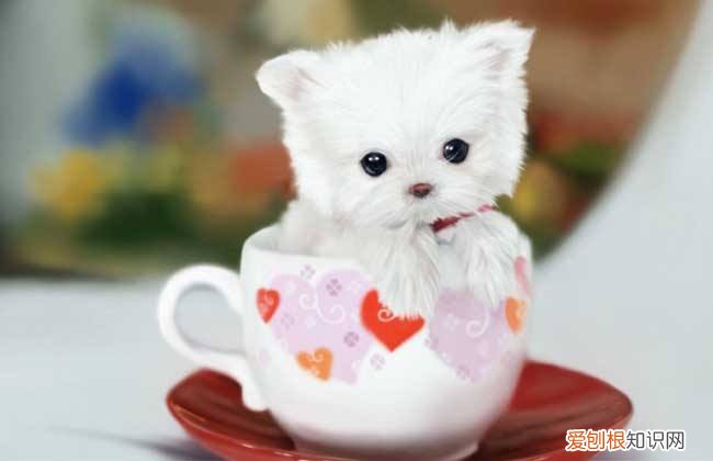 一只茶杯犬多少元 一只茶杯犬多少钱一个