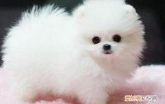 狗狗直肠炎用什么药 狗治直肠炎用什么药好