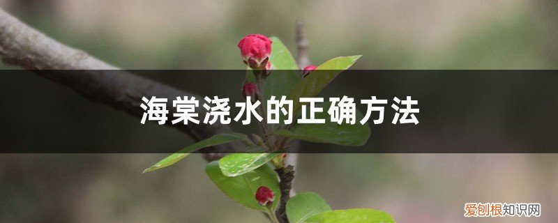 海棠浇水的正确方法,浇水过少的表现是 海棠浇水的正确方法，浇水过少的表现