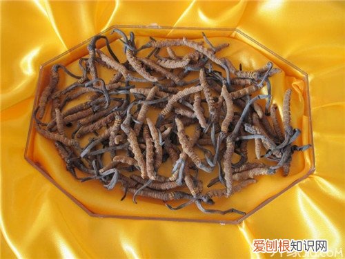 冬虫夏草的最佳服用方法 冬虫夏草一根多少钱