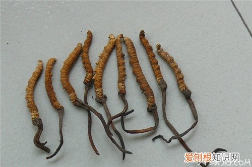 冬虫夏草的最佳服用方法 冬虫夏草一根多少钱