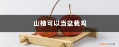 山楂盆栽用什么盆 山楂可以当盆栽吗，山楂盆栽怎么种植