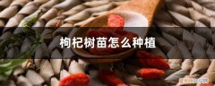枸杞树要种多久才结果 枸杞树苗怎么种植，几年结果
