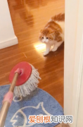 猫为什么盯着拖把 猫为什么看到拖把生气