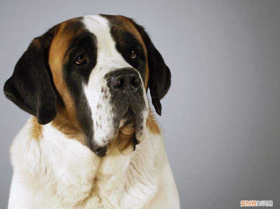 圣伯纳幼犬价格 圣伯纳幼犬价格一般多少钱
