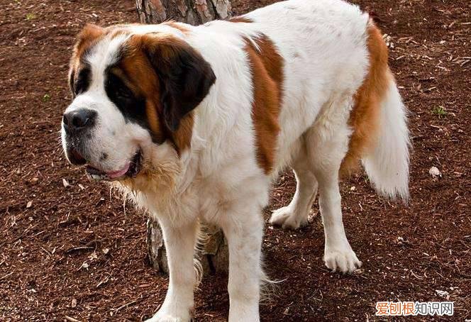 圣伯纳犬纯种价格 圣伯纳犬纯种价位