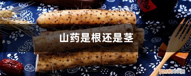山药 根还是茎 山药是根还是茎,山药的根是什么样子的